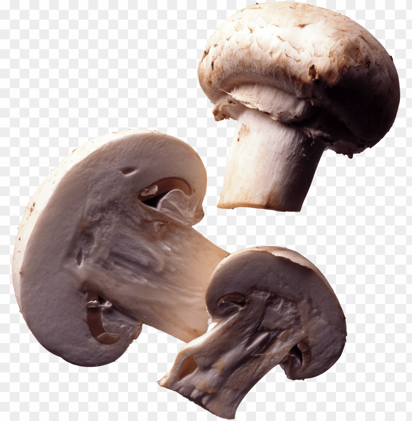 
mushroom
, 
eatable
, 
poisnous
, 
shroom
, 
brown
, 
white
