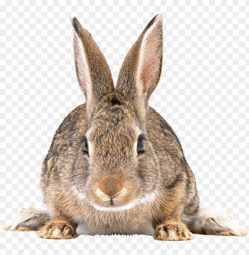 
rabbit
, 
cute
, 
brown
, 
white
, 
fur
, 
friendly
, 
pet
