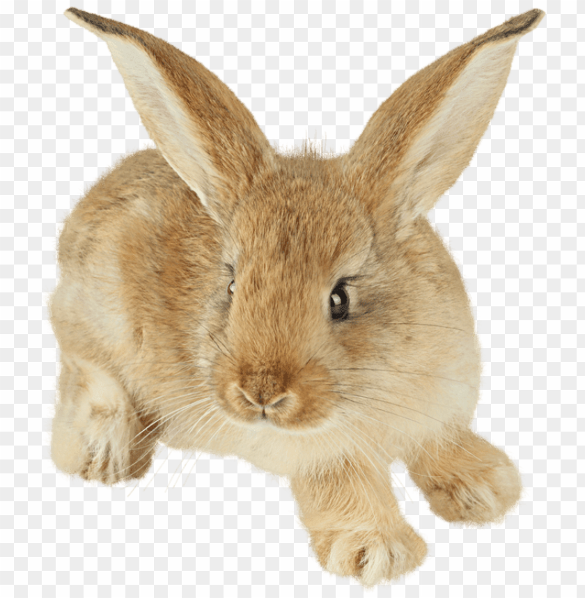 animals, rabbits, cute little brown rabbit, 