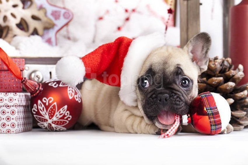 puppy, Christmas decoration, holiday season, red ornament, festive atmosphere, playful dog, pine cones