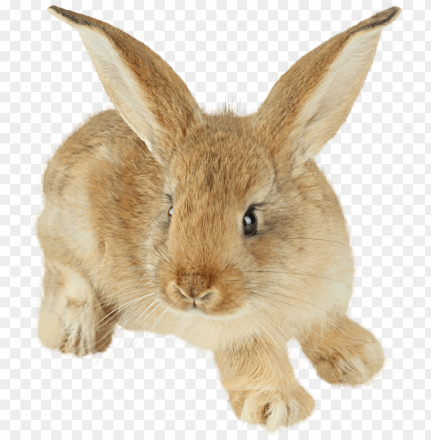 
rabbit
, 
cute
, 
brown
, 
white
, 
fur
, 
friendly
, 
pet
