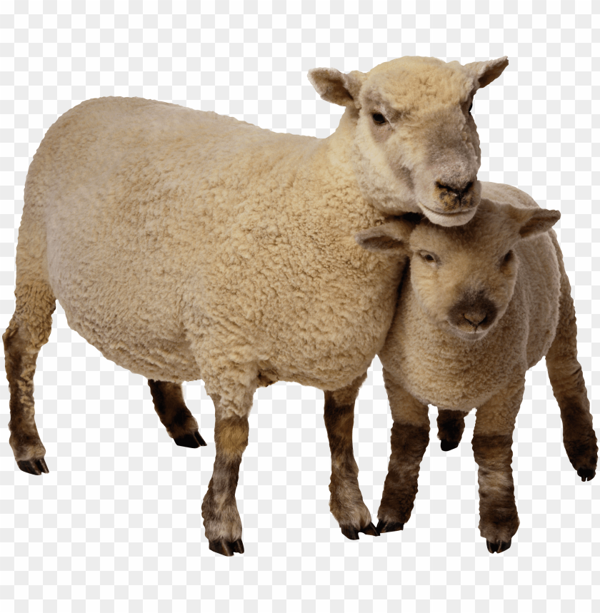 cute sheep png, png,sheep,cute