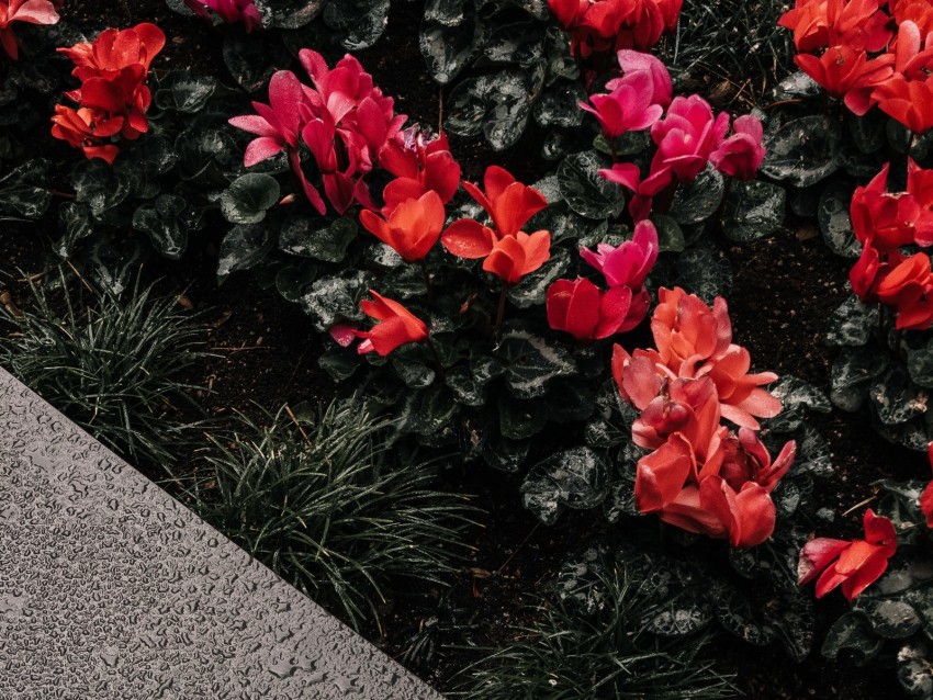 Cyclamen Flowerbed Moisture Drops Background