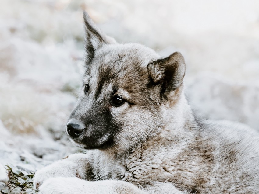 czechoslovakian wolfdog, puppy, sadness, lies