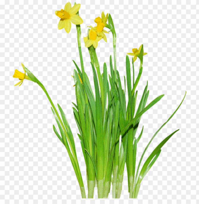 daffodils,زهراء النرجس