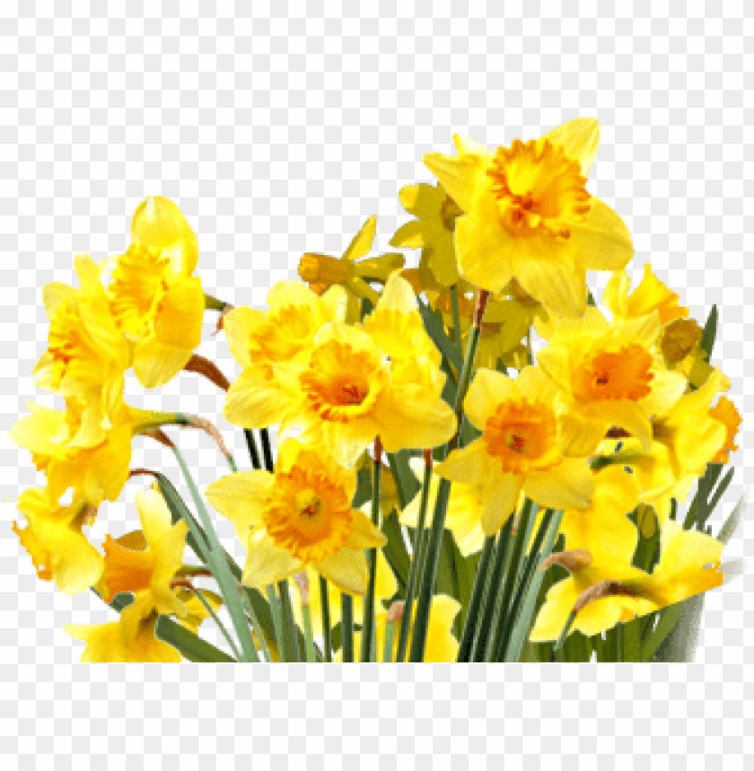 flowers, daffodils, gardening, spring, yellow