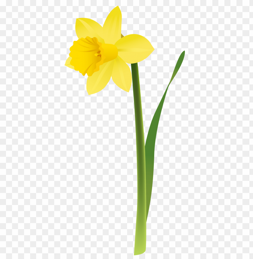 daffodils,زهراء النرجس