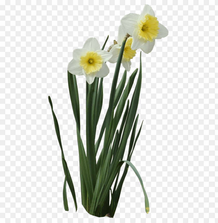 daffodils,زهراء النرجس