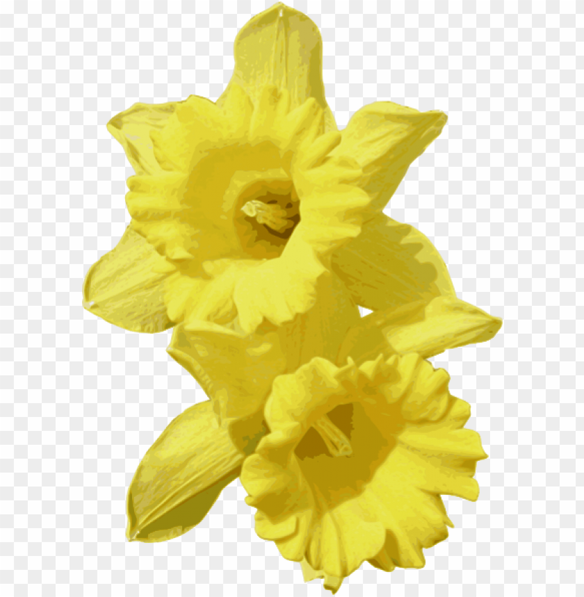 daffodils,زهراء النرجس