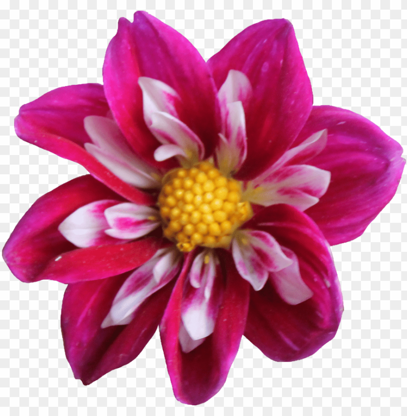 flower, dahlia,زهور,ورد