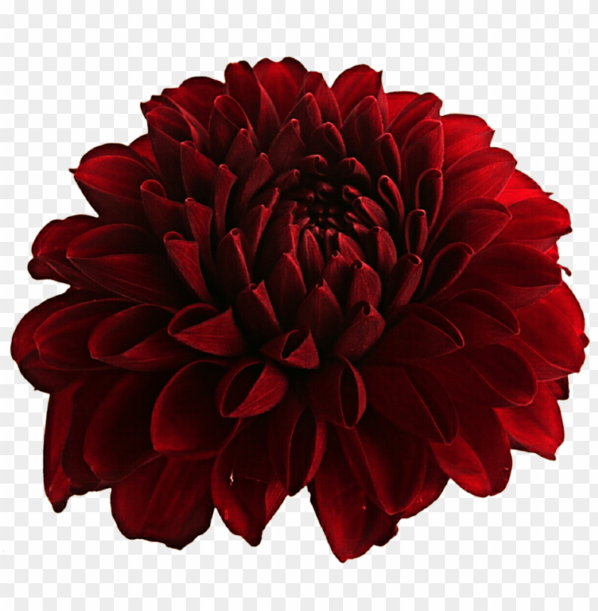 flower, dahlia,زهور,ورد