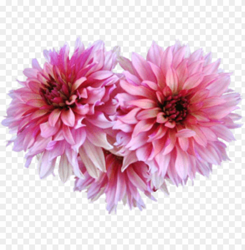 flower, dahlia,زهور,ورد