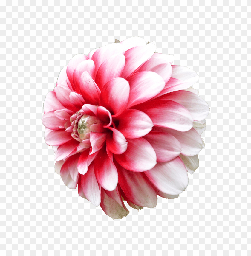 flower, dahlia,زهور,ورد