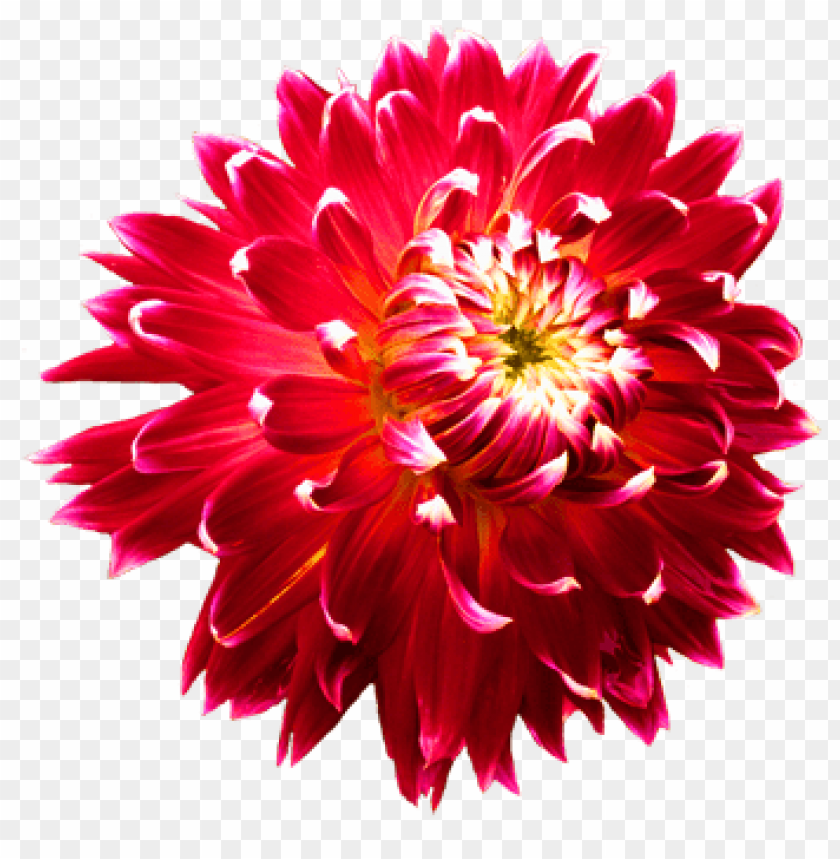 flower, dahlia,زهور,ورد