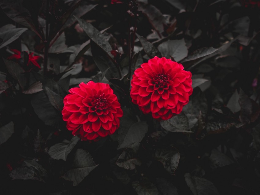 Dahlia Buds Red Bush Leaves Bloom Background