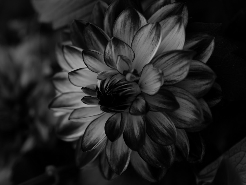 dahlia, bw, flower, petals