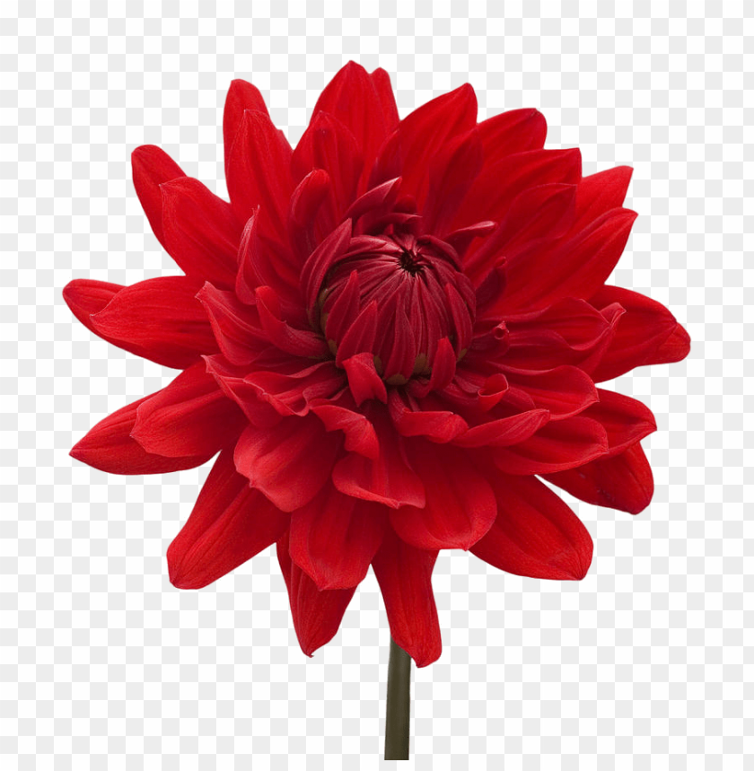 flower, dahlia,زهور,ورد