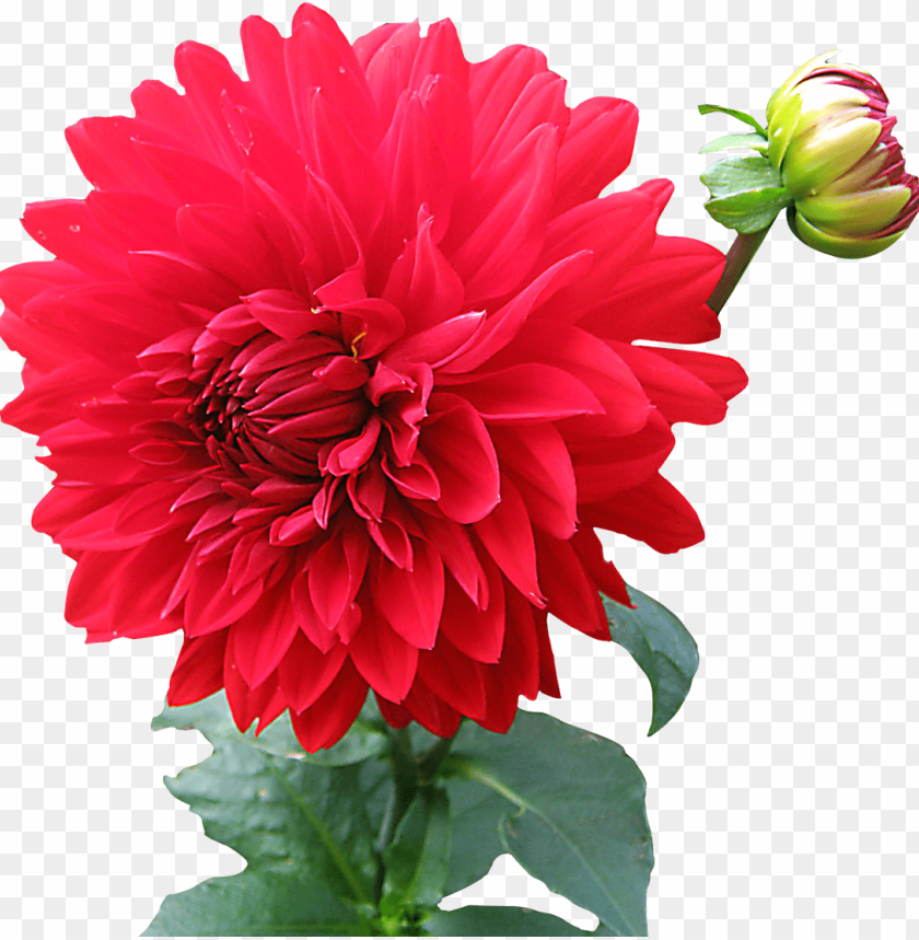 
flowers
, 
dahlia
