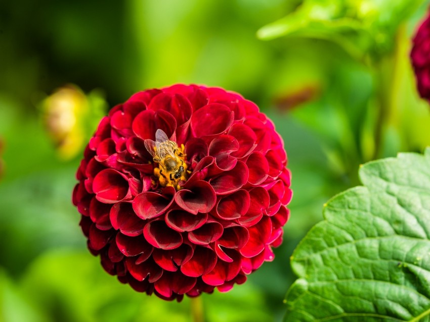 dahlia, flower, bee, red, macro, bloom