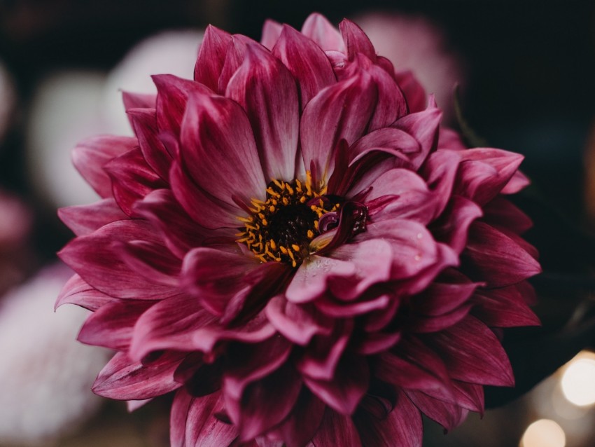 dahlia, flower, pink, bloom, closeup