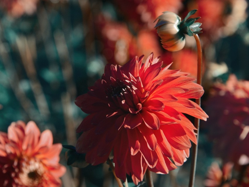 dahlia, flower, red, bloom, closeup