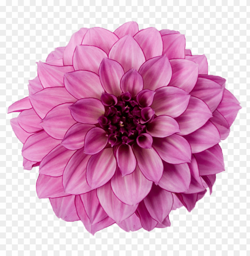 flower, dahlia,زهور,ورد