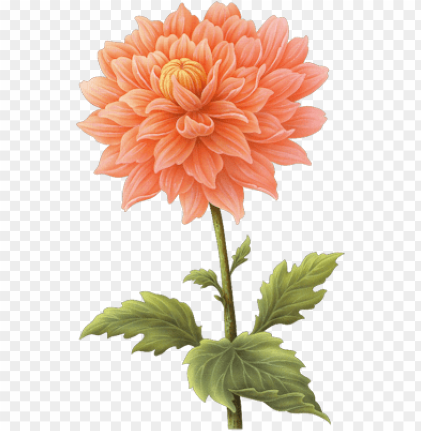 flower, dahlia,زهور,ورد