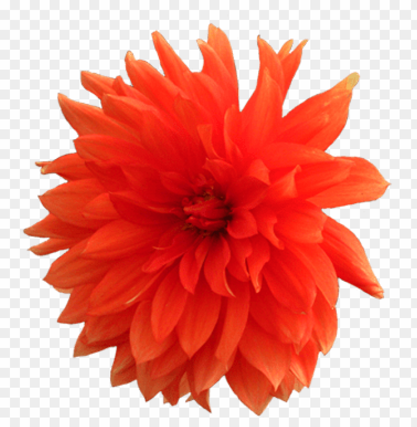 flower, dahlia,زهور,ورد