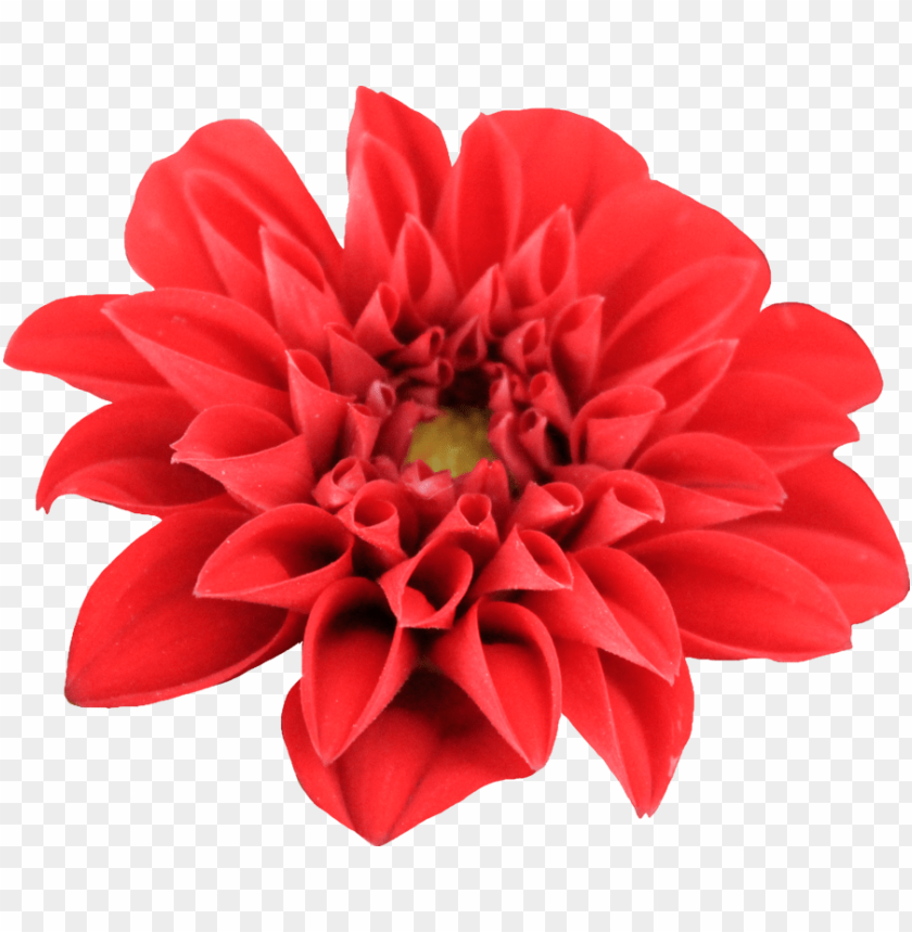 flower, dahlia,زهور,ورد