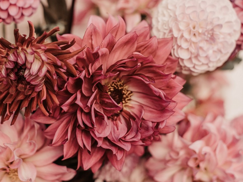 Dahlias Flowers Bouquet Pink Background