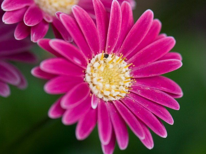 daisies, flowers, bloom, macro, closeup