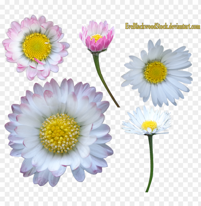 flower, decorative, internet, line, technology, template, net