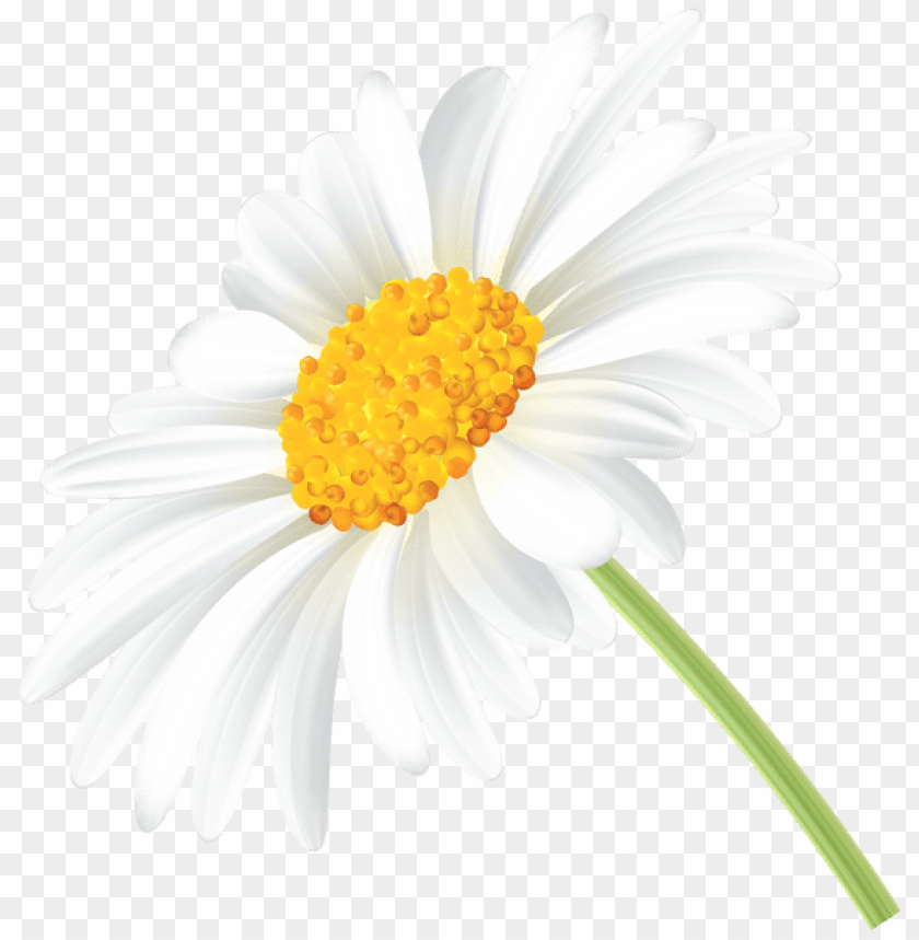 daisy transparent