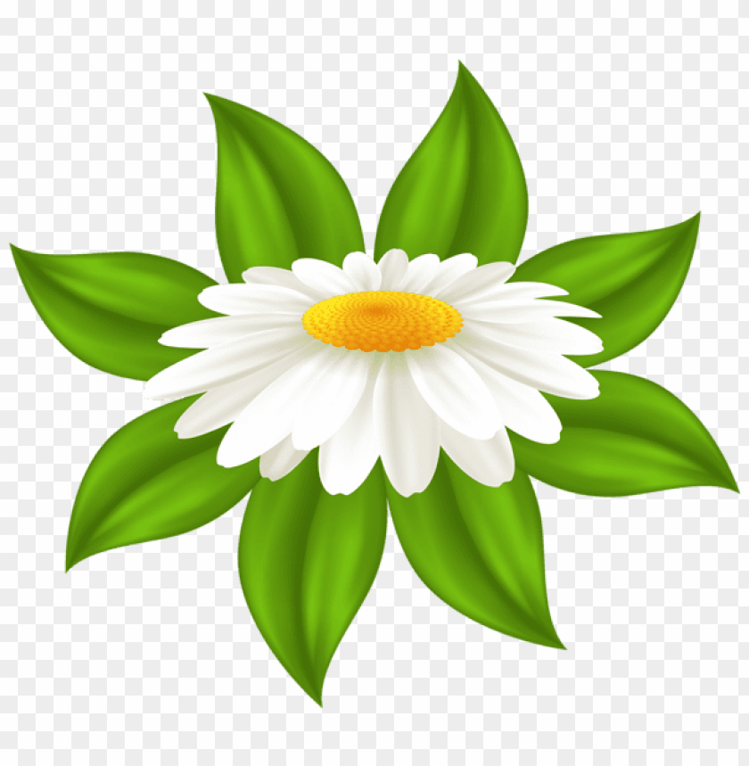 daisy transparent