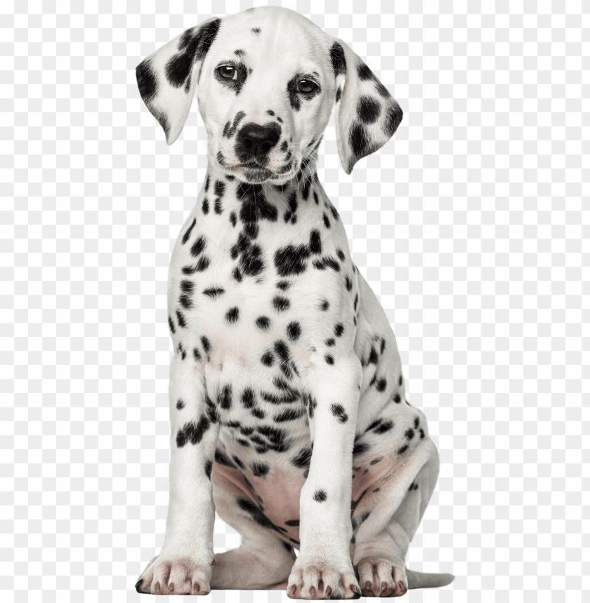 dog, restaurant, dirty, menu, dalmatian, kitchen, grunge