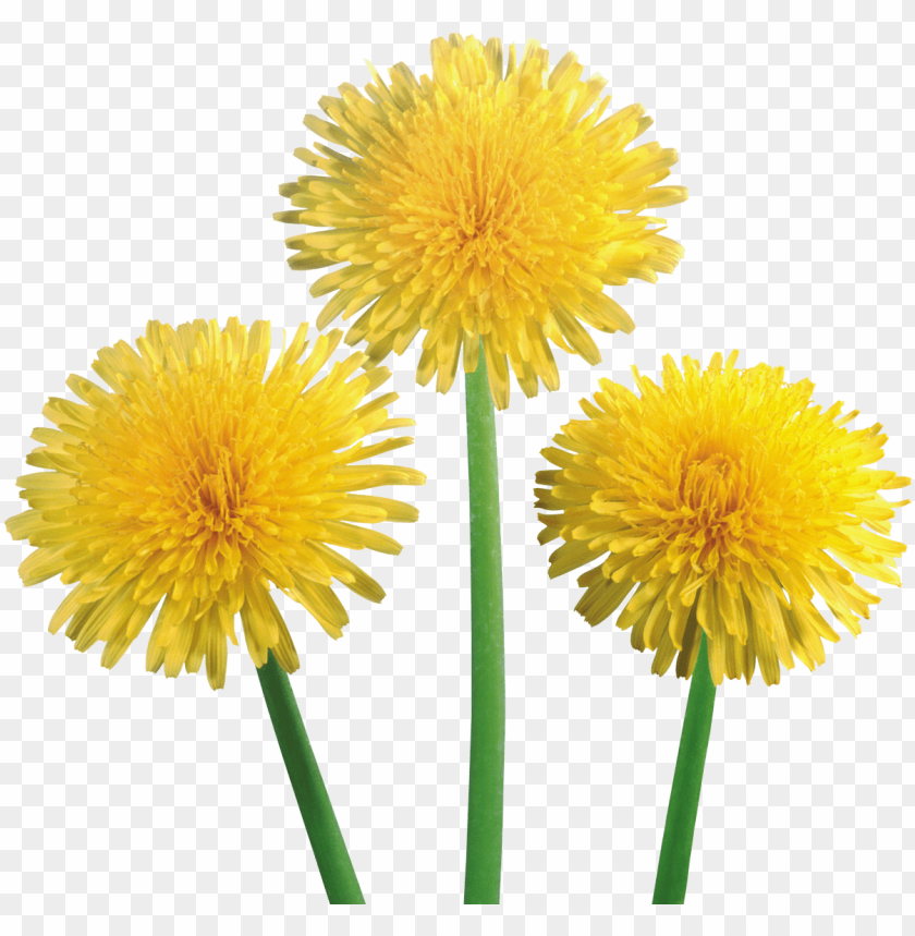 
dandelion
, 
bloom
, 
daisy
, 
dahlia
