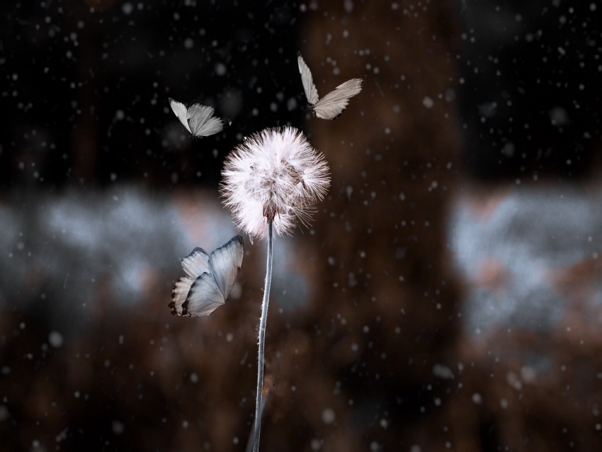 Dandelion Butterflies Photoshop Blur Flower Insect Background