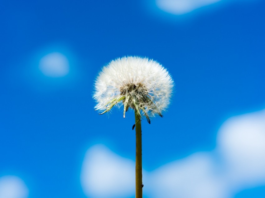 dandelion, flower, fluff, sky, clouds