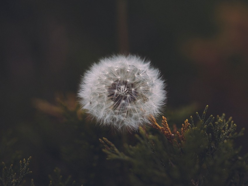 dandelion, flower, fluffy, white, seeds