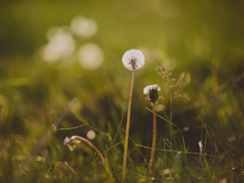 dandelion, flower, grass, macro