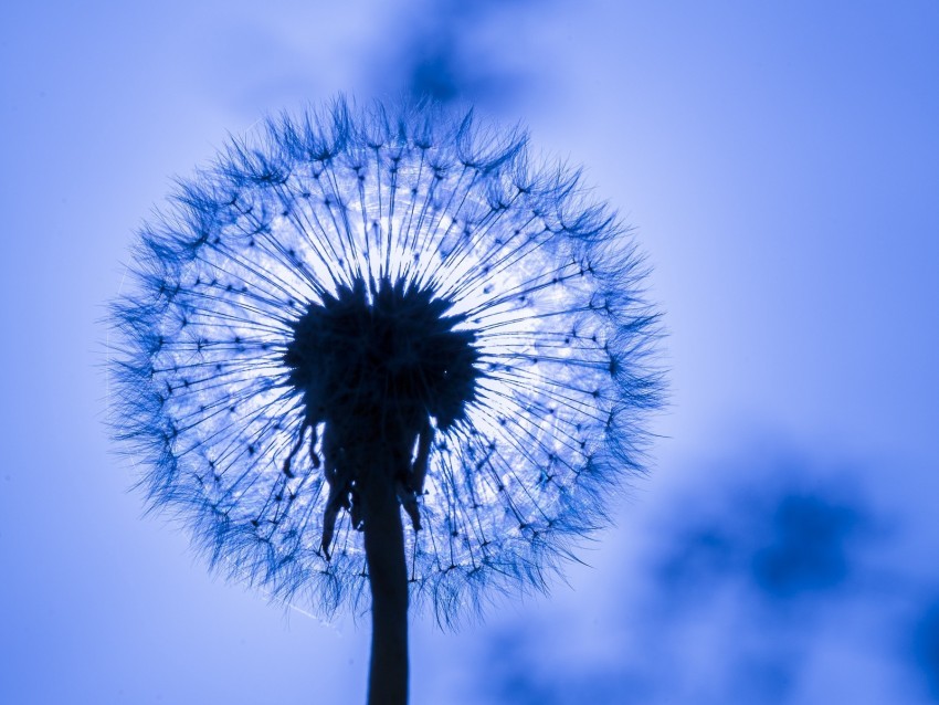 Dandelion Fluff Macro Flower Background