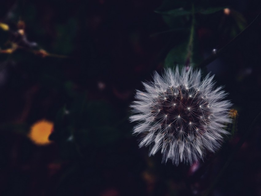 Dandelion Fluffy White Flower Macro Background