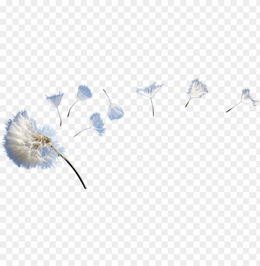 Dandelion - Photo - Dandelion PNG Transparent Background