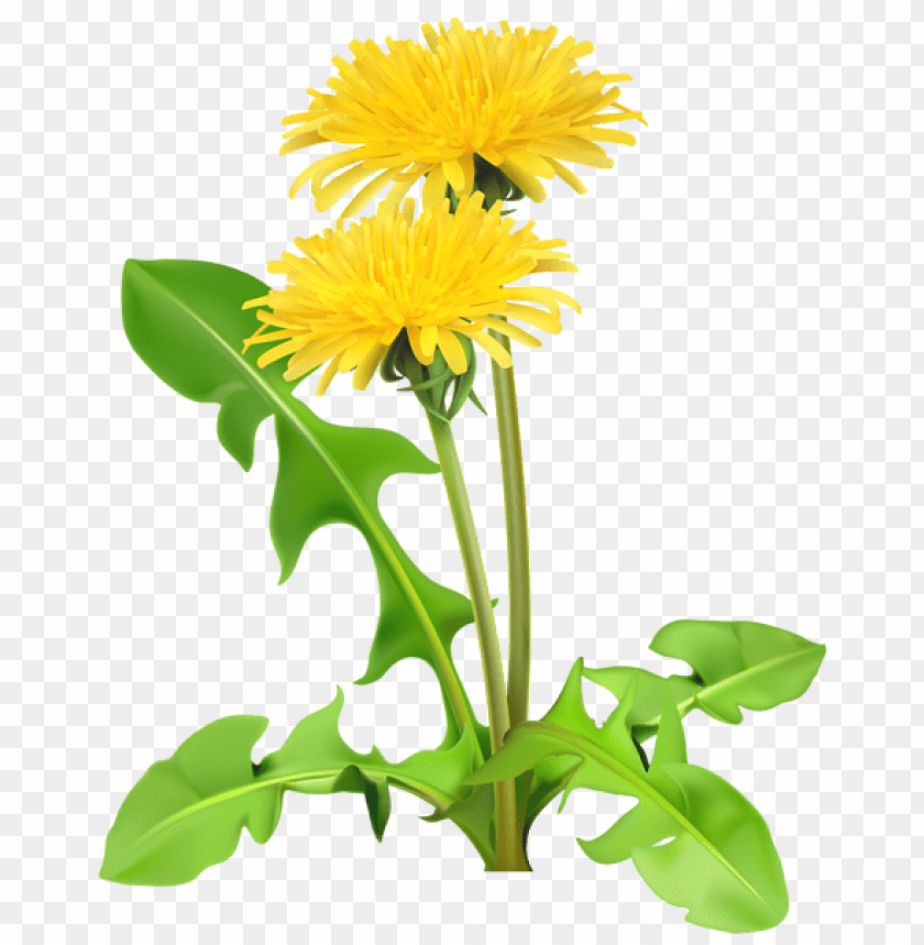 flowers, flowers png, spring png, flower png, yellow flower