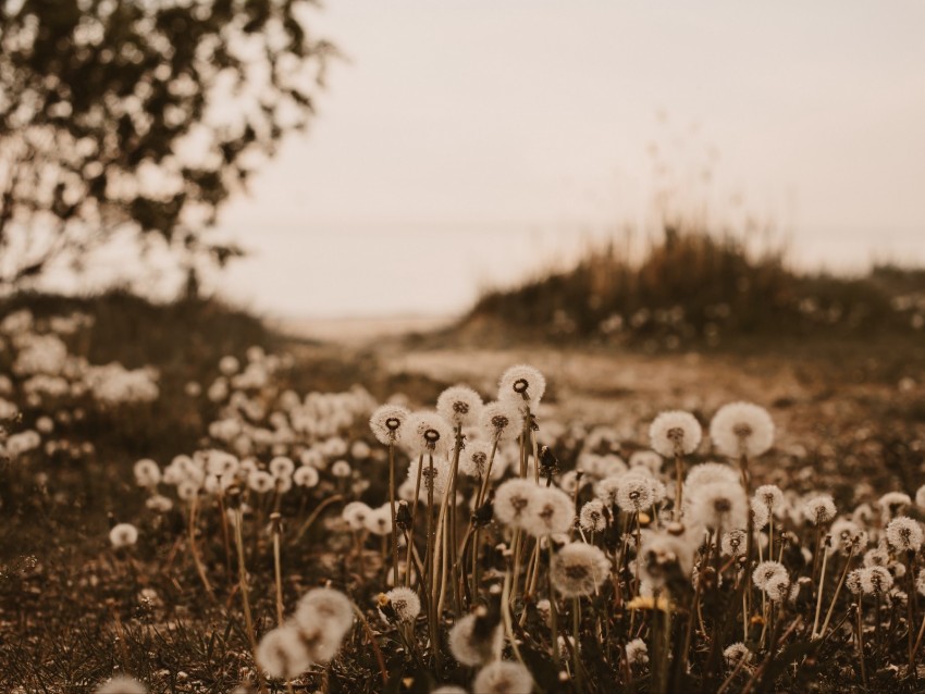 dandelions, fluffy, white, plants, nature