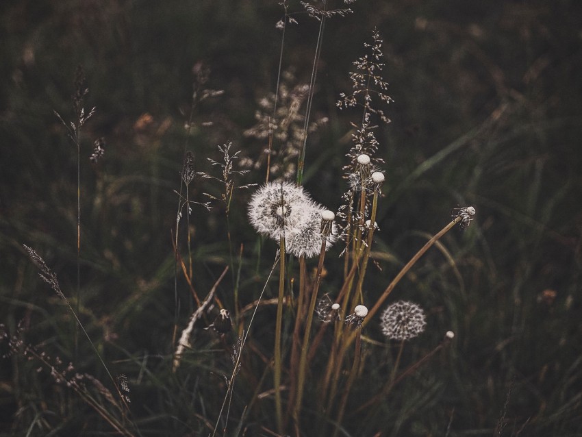 Dandelions Grass Plants Bloom Wild Background