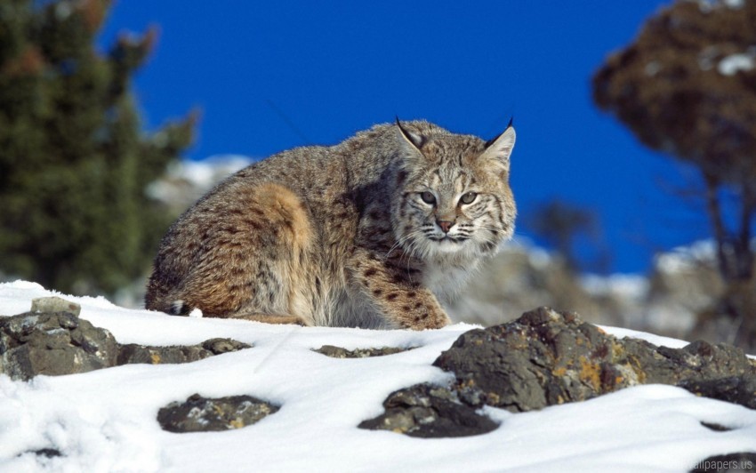 Danger Lynx Rocks Sky Snow Wallpaper PNG Transparent Background