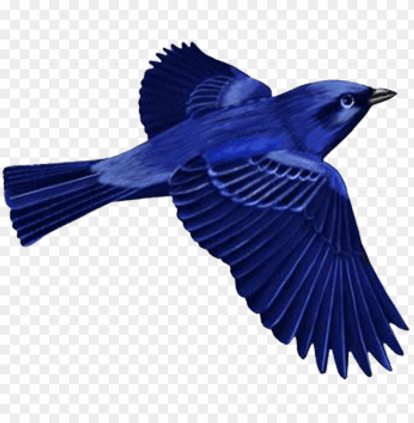 birds png ,bird