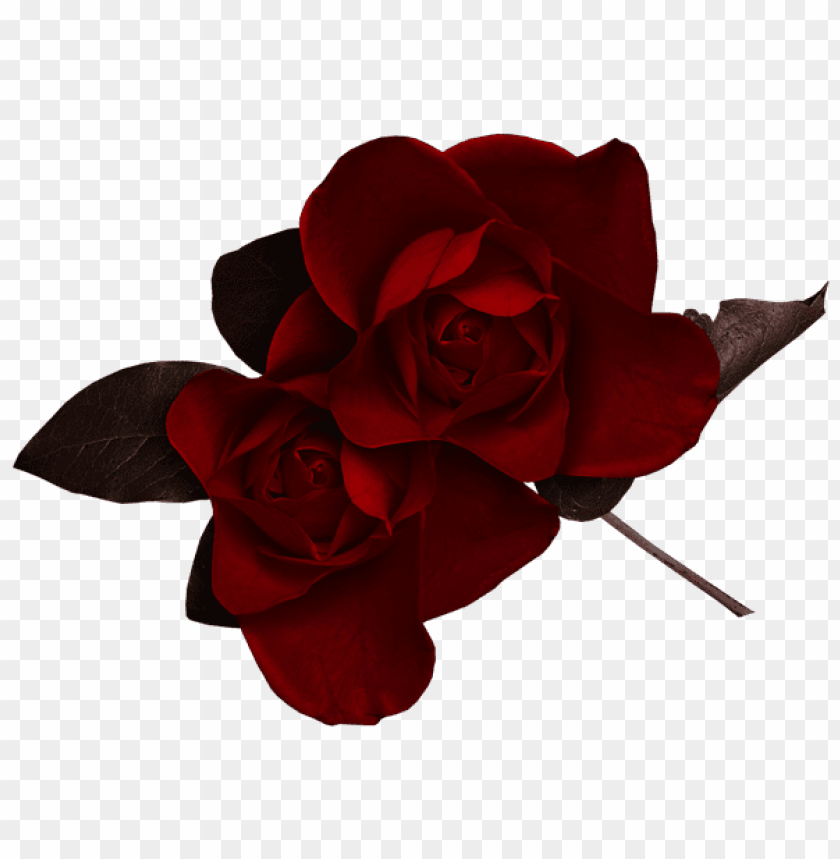 dark red rose