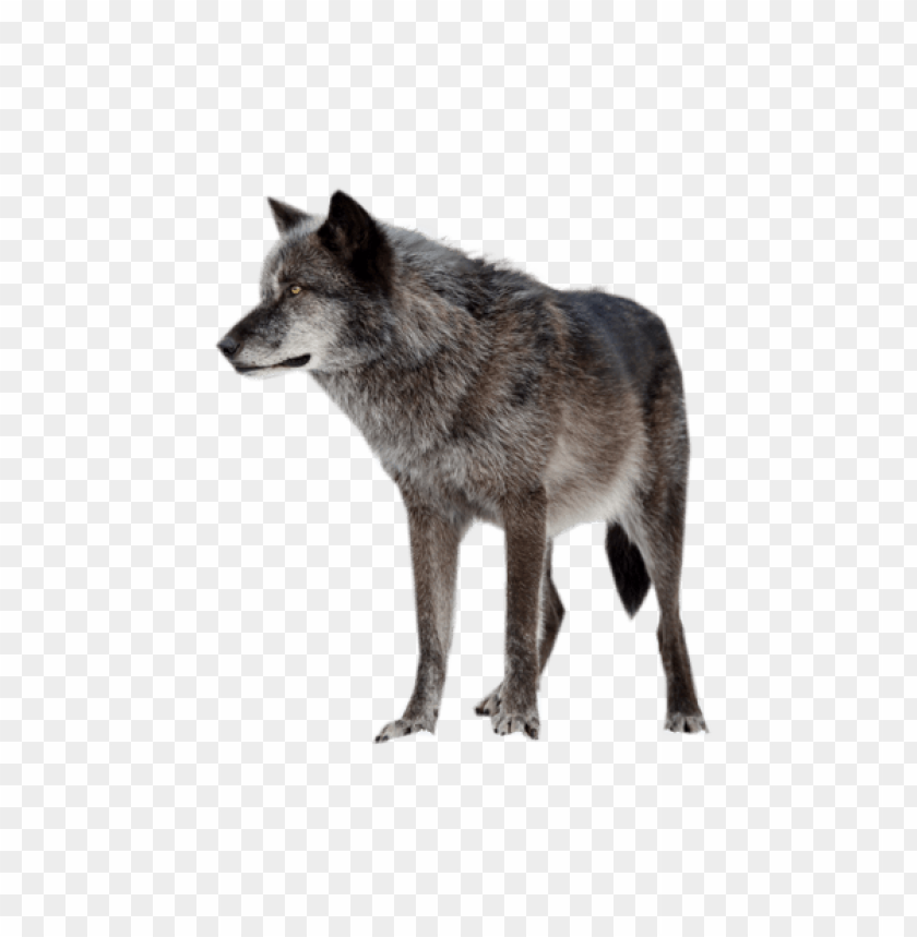 wildlife, wolves, animal behavior, conservation, ecosystem